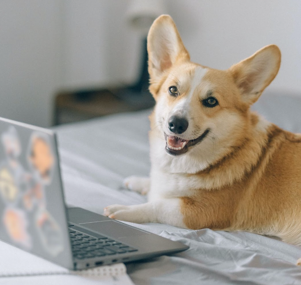 Dog using a laptop