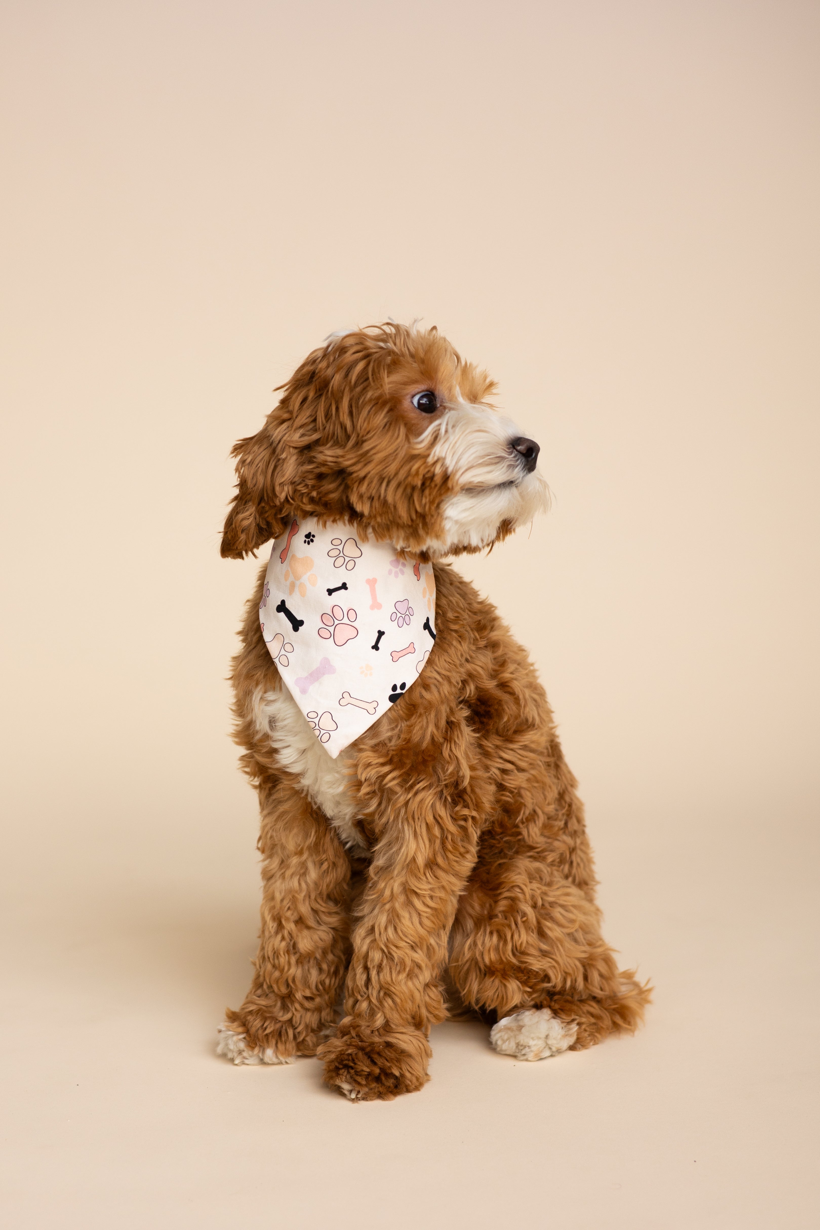 Pop Underwear - Dog Bandana