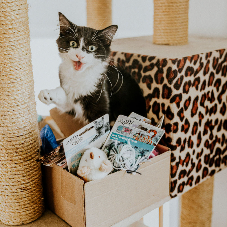 August Cat Box / Boîte pour Chat Aout