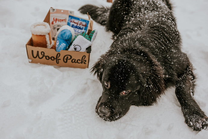 Winter Wonderland: 10 Exciting Activities to Enjoy with Your Dog