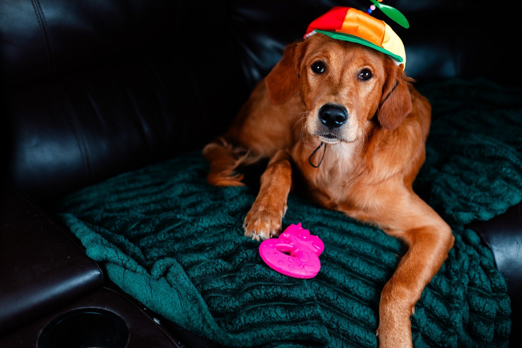 Jouet de remplacement