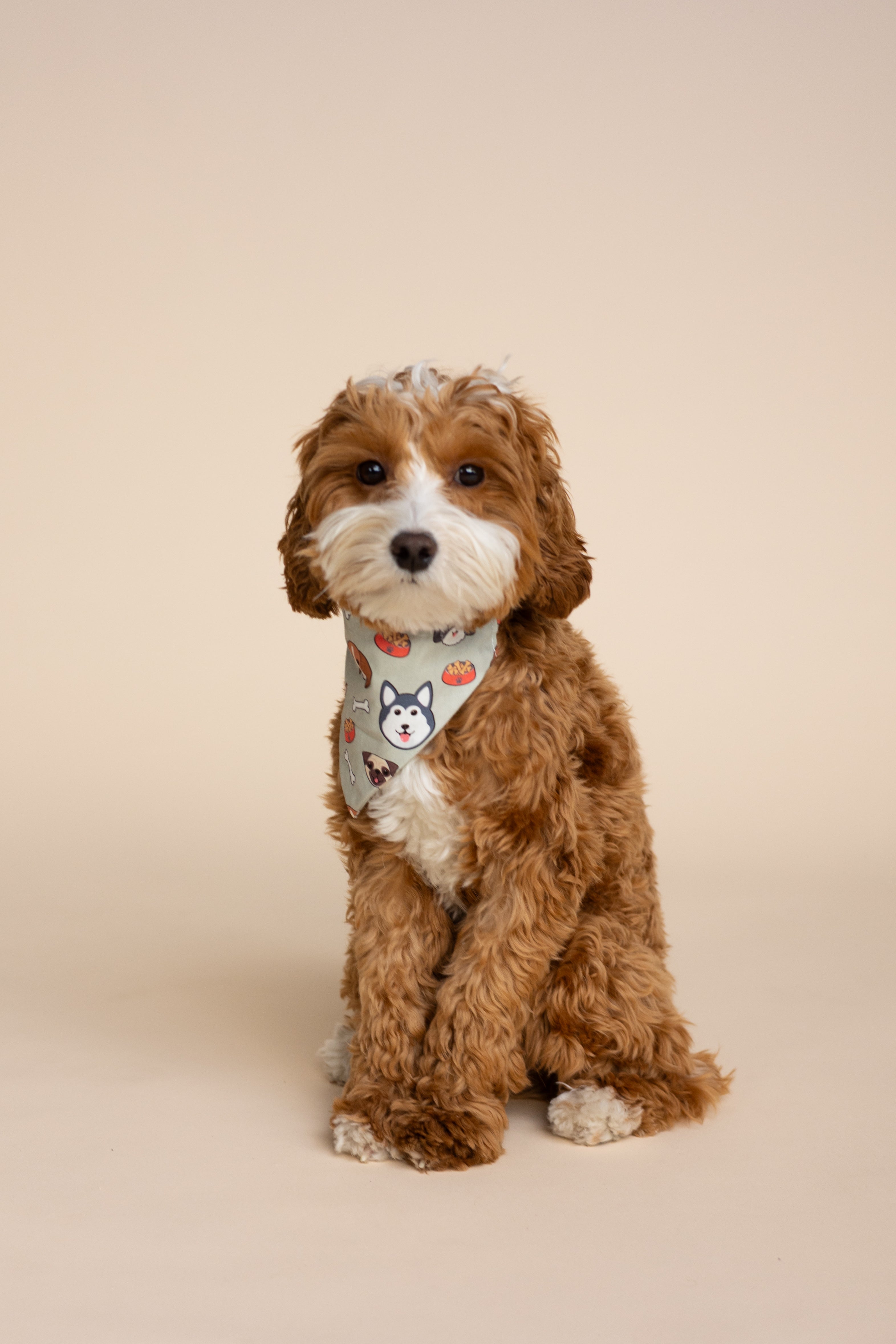 Pop Underwear - Dog Bandana