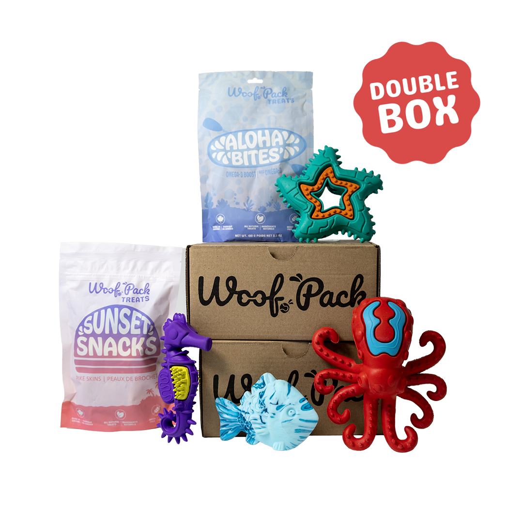 12 Month Subscription: Chewer Double 1st Box
