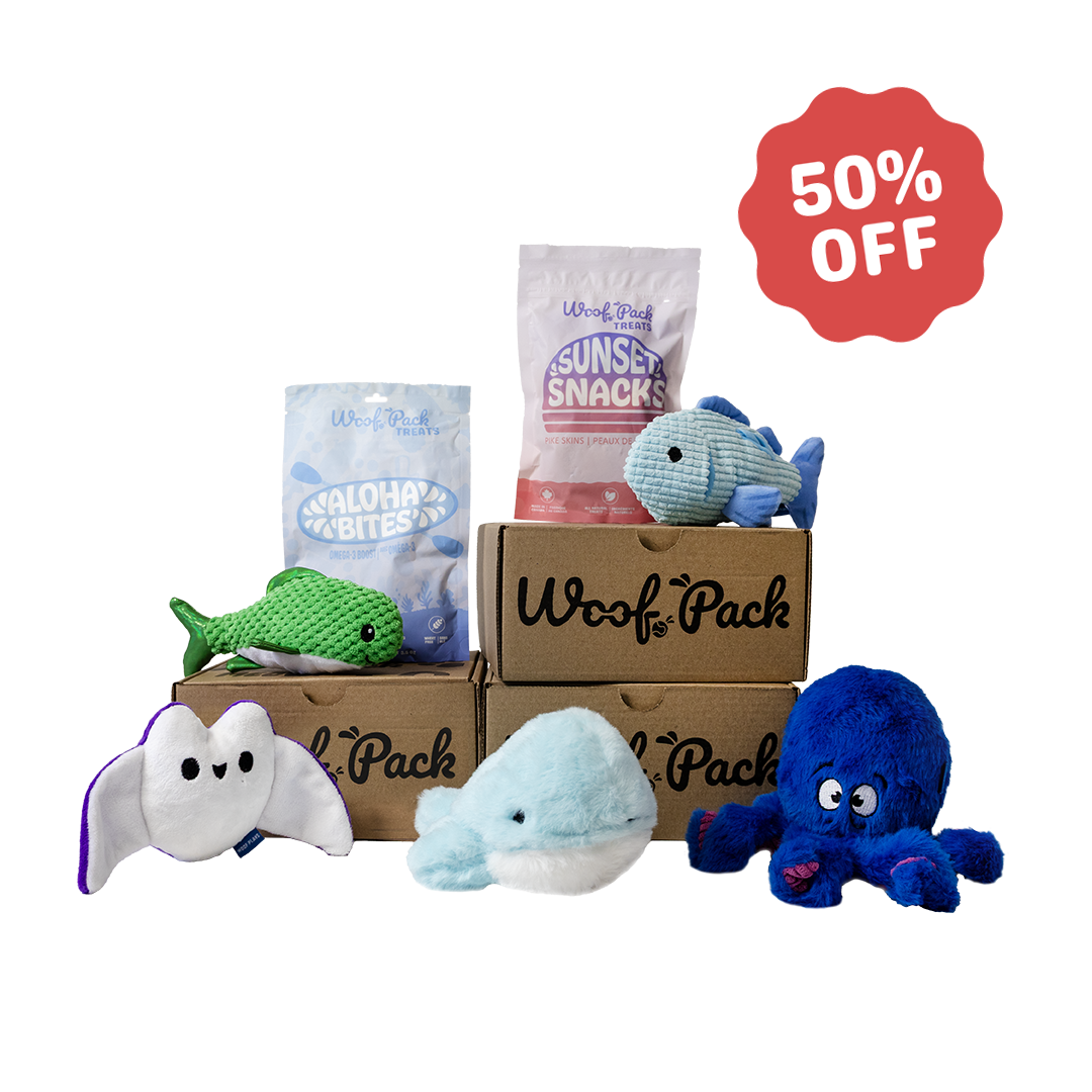 12 Month Subscription: 50% 1st Box