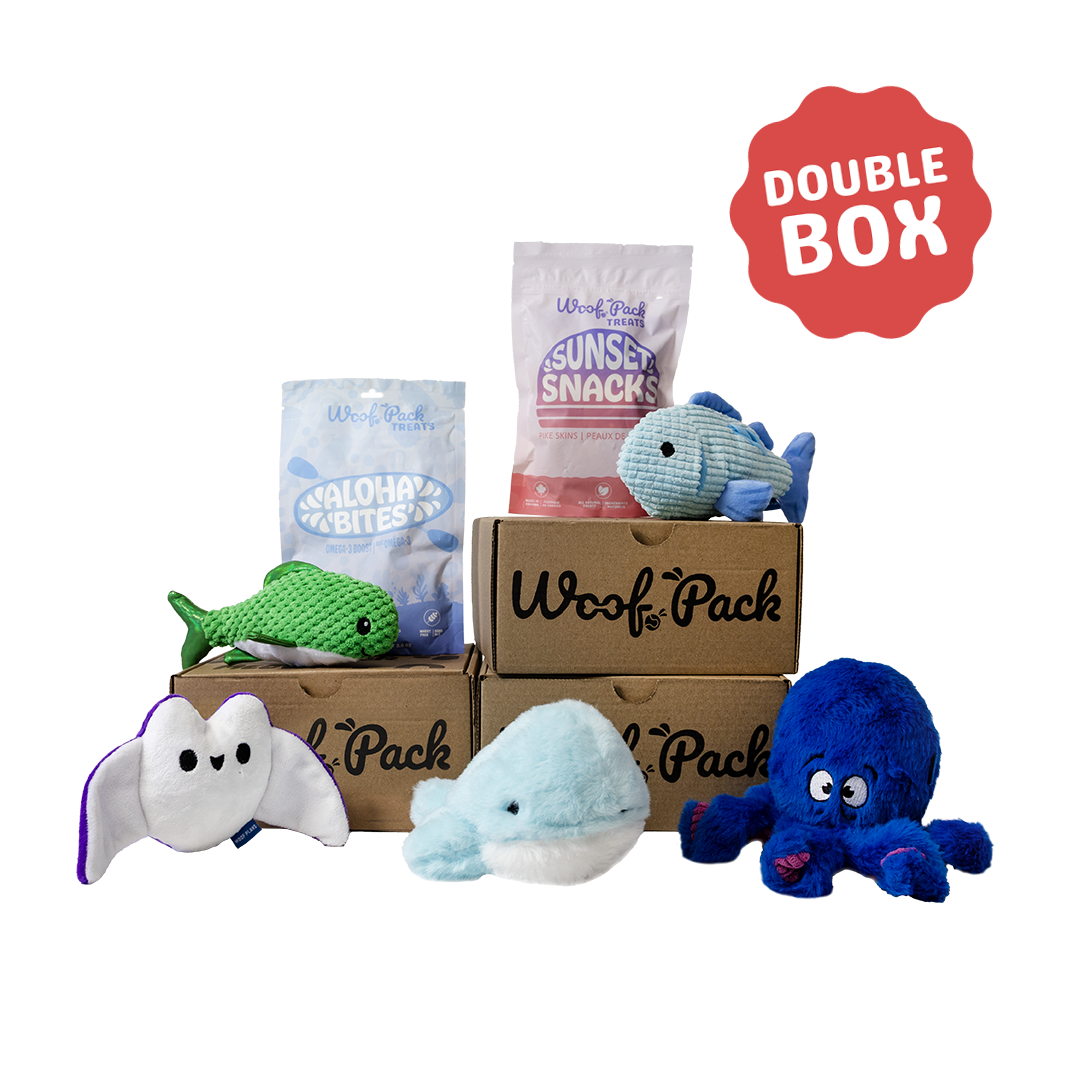 12 Month Subscription: Double 1st Box