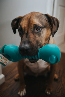 Durable Toy Upgrade